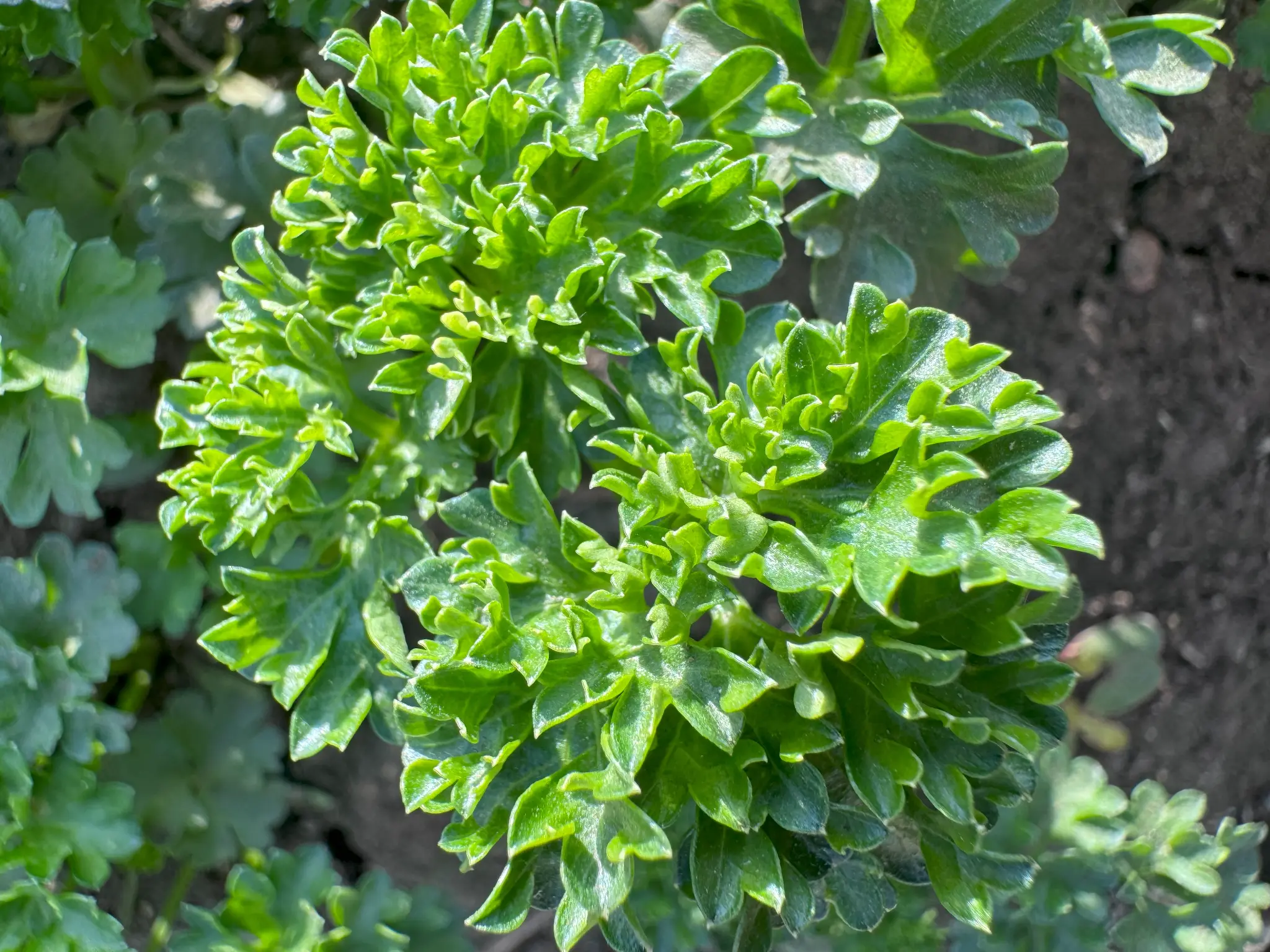 Farm-Fresh Herbs